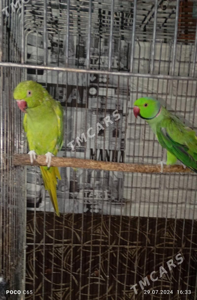ожереловые попугаи - Ашхабад - img 3