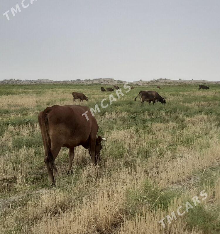 Uly Mallar - Бахарден - img 2