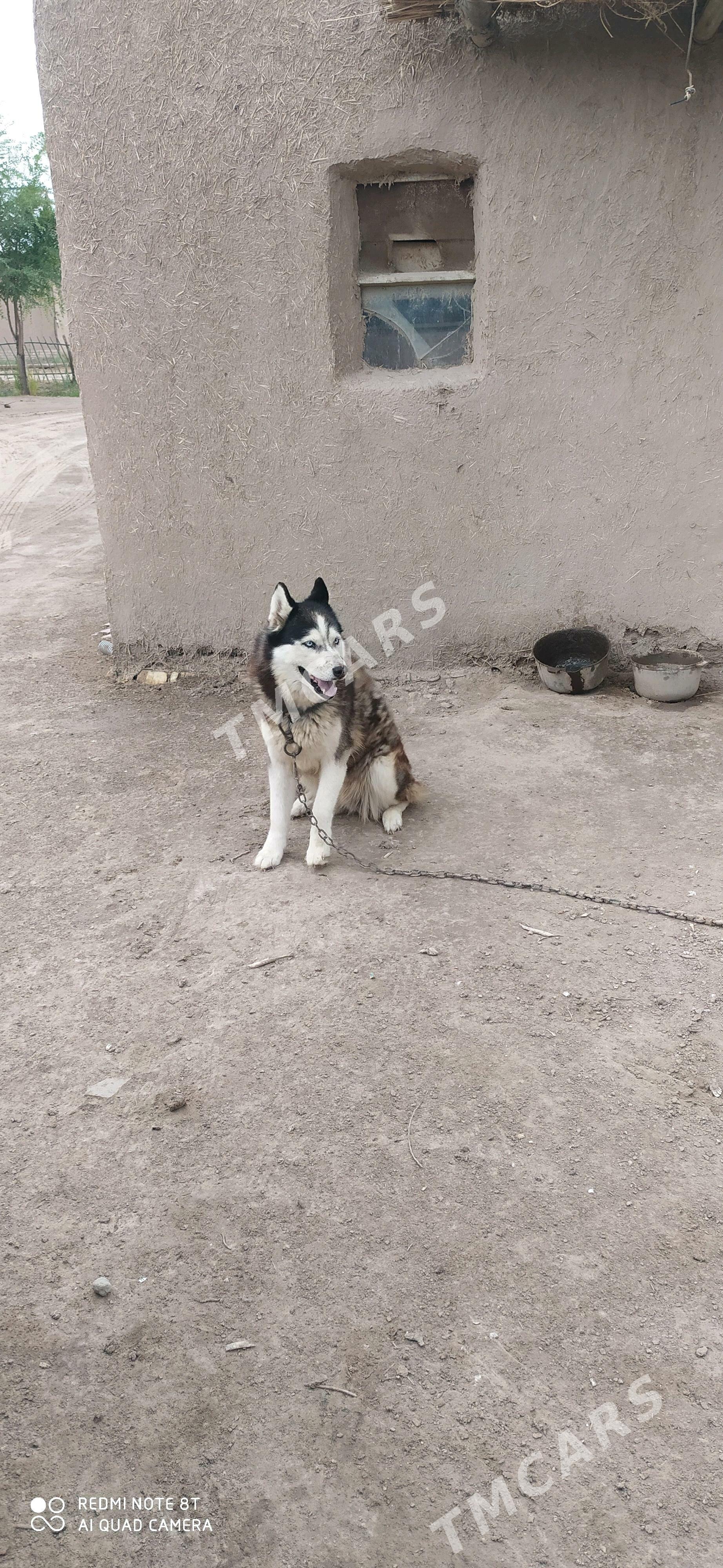 Hasky - етр. Туркменбаши - img 2