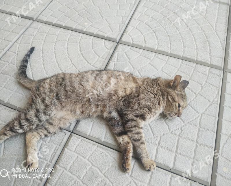Кошка - Aşgabat - img 2