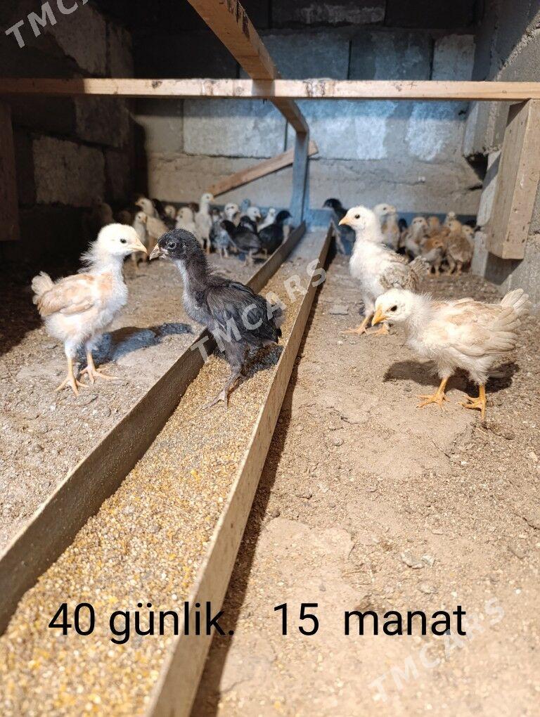 JÜJELER  цыплята - Türkmenbaşy - img 2