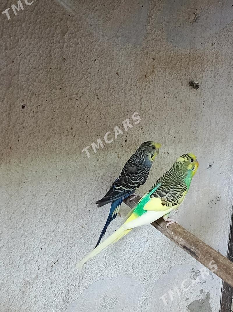 Papugaý - Aşgabat - img 2