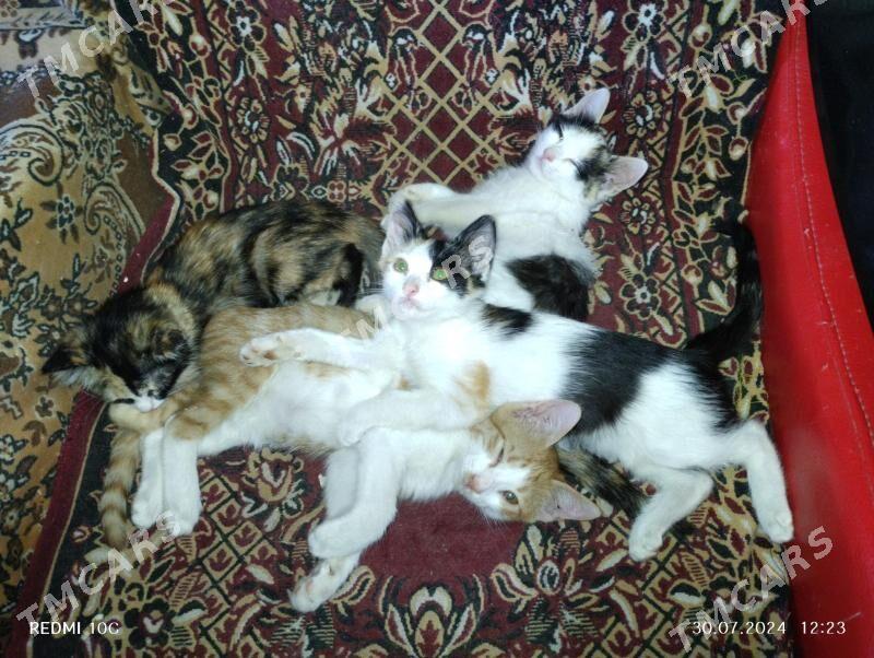 Котята в добрые руки - Türkmenabat - img 2