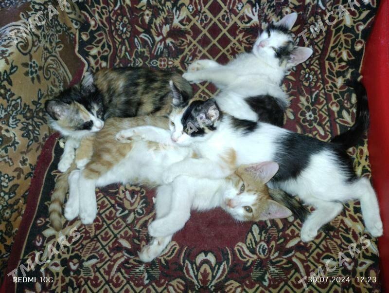 Котята в добрые руки - Türkmenabat - img 3