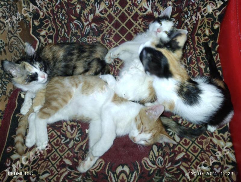 Котята в добрые руки - Туркменабат - img 5