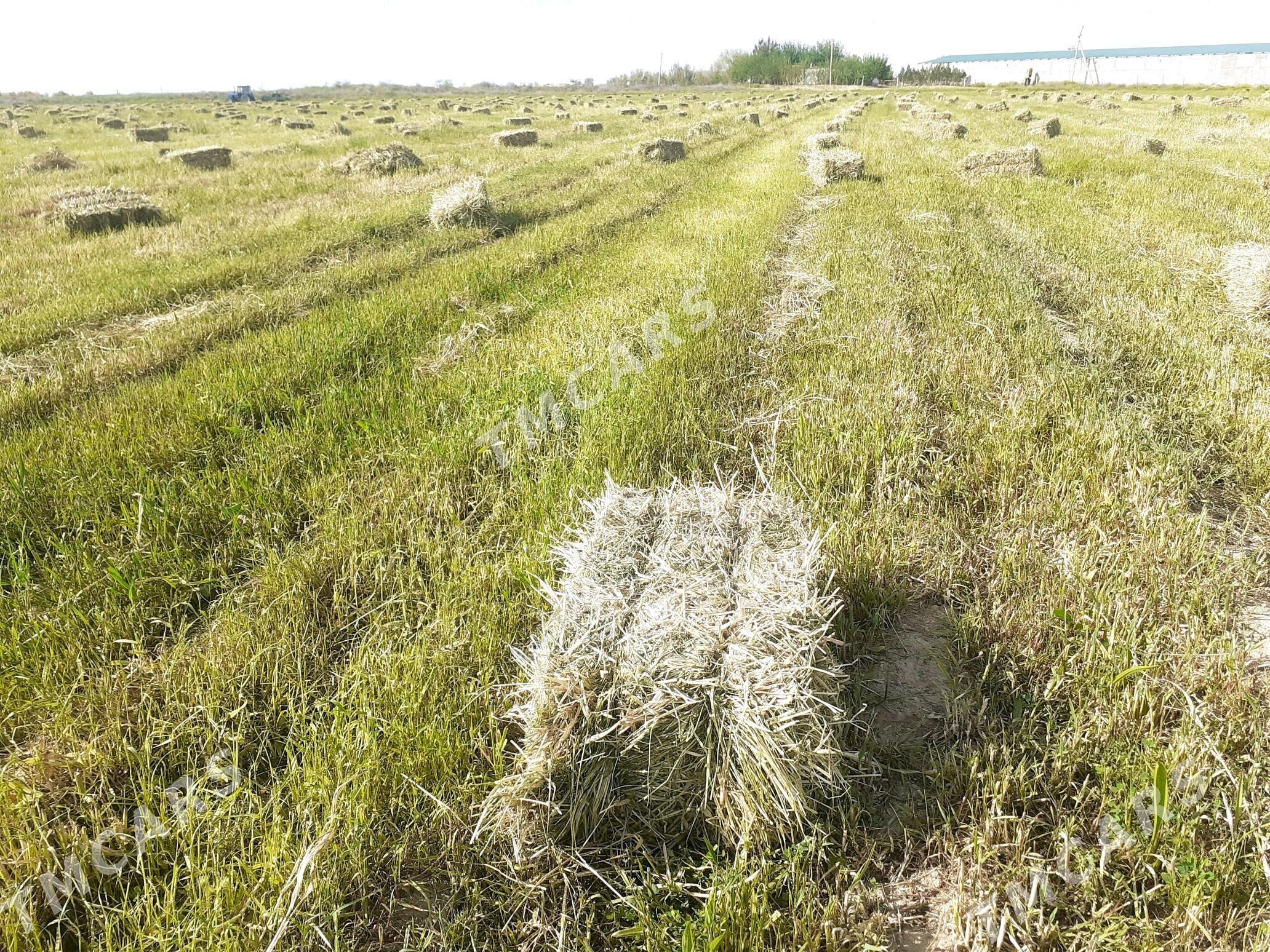 Ýorunja - Ak bugdaý etraby - img 2