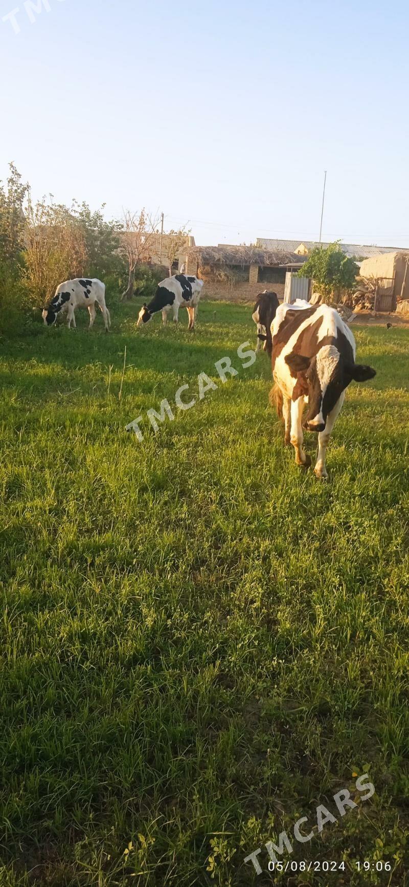 galyşteýin boğaz unajynlar - Dänew - img 3