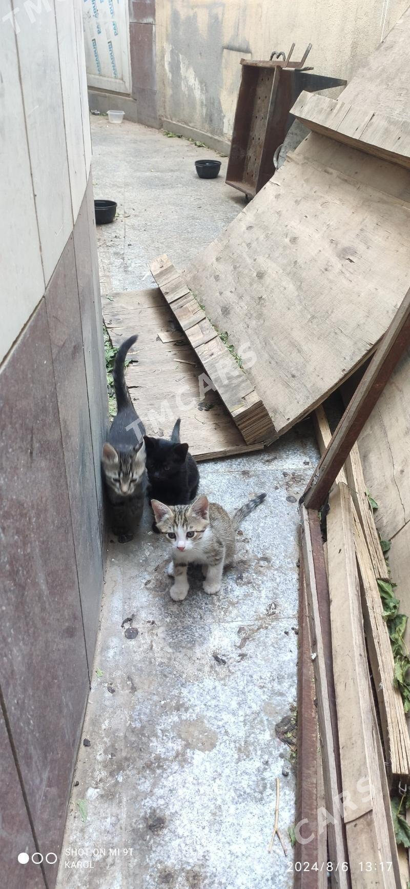 Котята ищут семью - Aşgabat - img 2