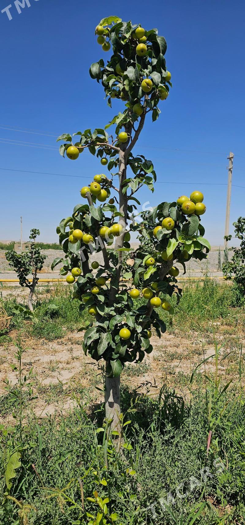 TURK NAHAL YAPON ARMUT 5 YAS - Ruhabat (90-njy razýezd) - img 3