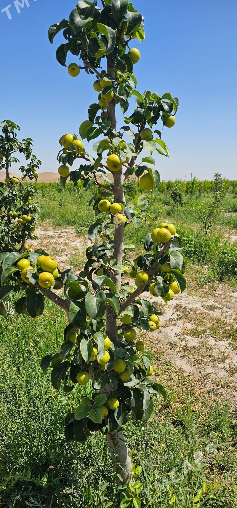 TURK NAHAL YAPON ARMUT 5 YAS - Ruhabat (90-njy razýezd) - img 2