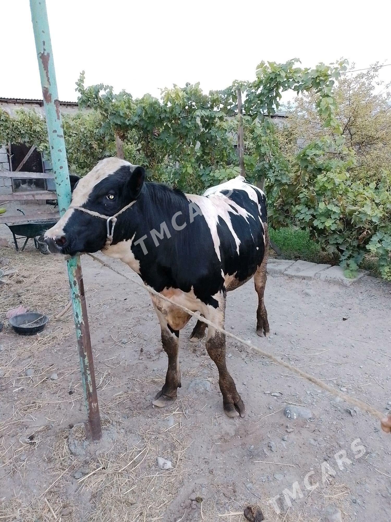 galişdein ökiz - Gökdepe - img 2