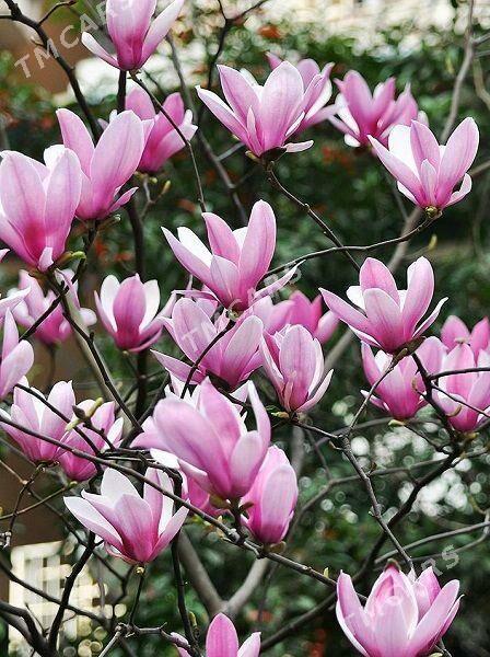 Magnolia Lilliflora Tohumy - Ашхабад - img 2