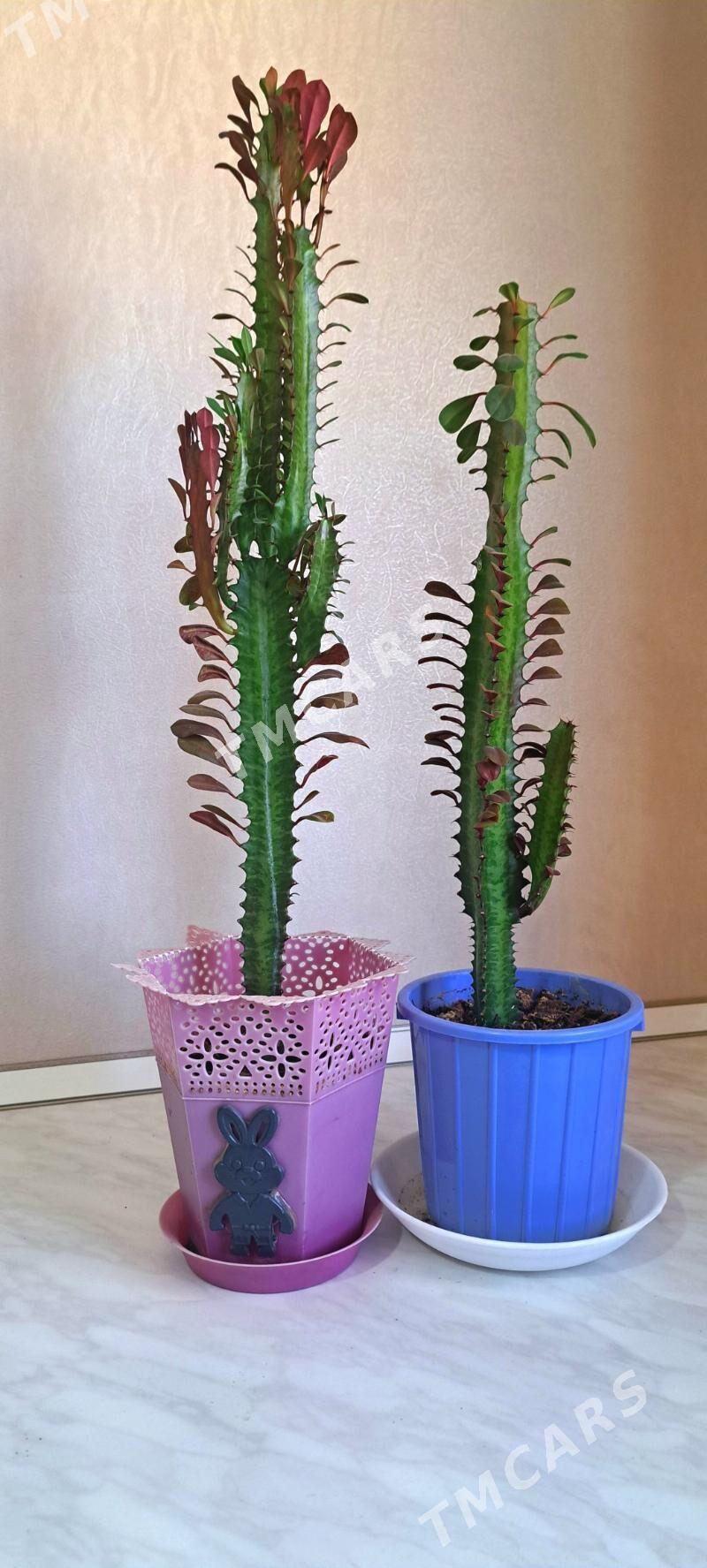 Euphorbia acruensis - Мары - img 2