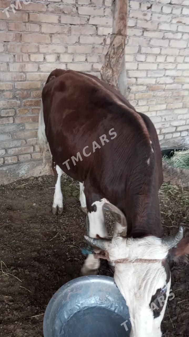 mişka okuz yaşy 2 - Dänew - img 2