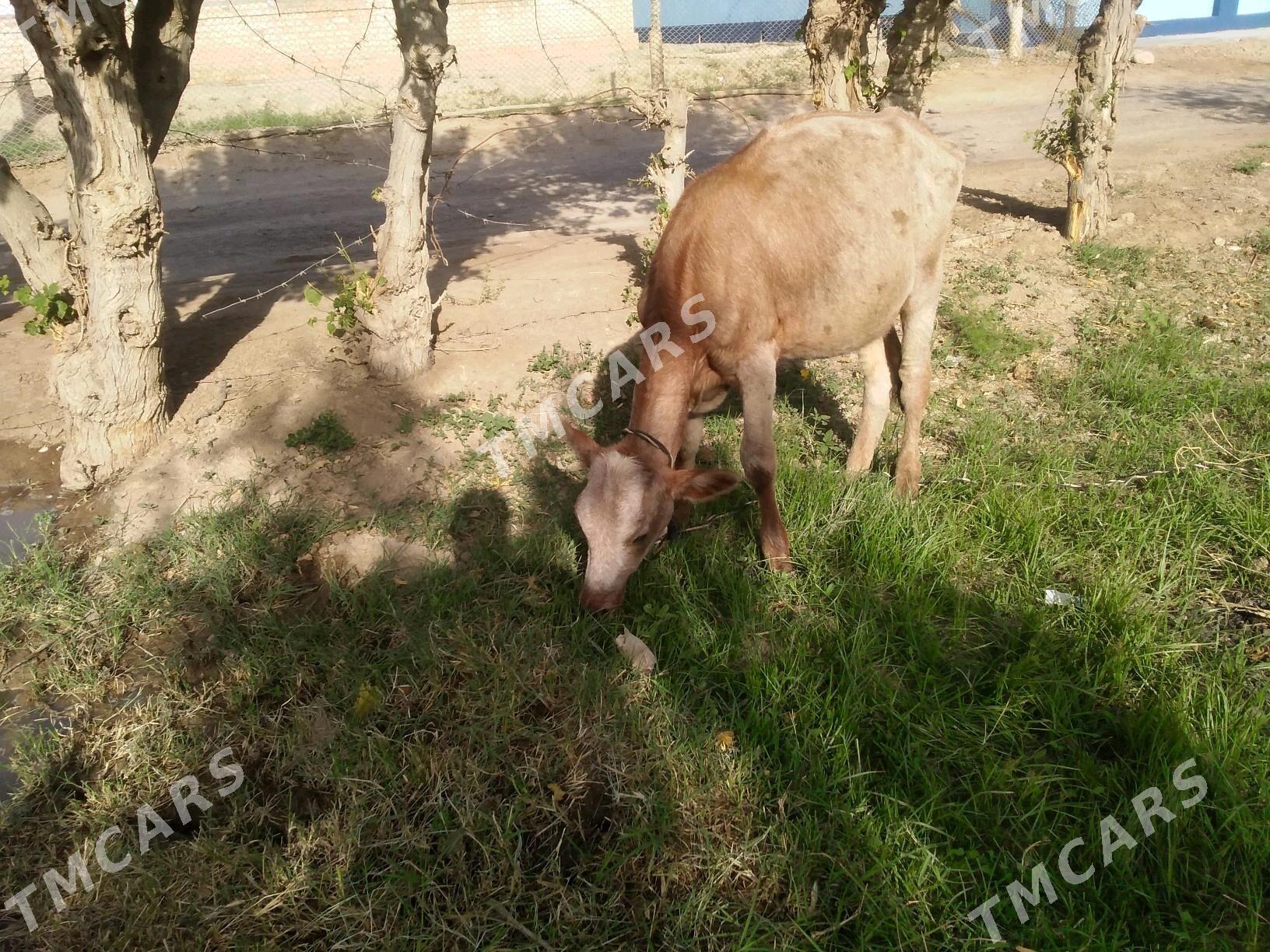 gulajyn - Мургап - img 4