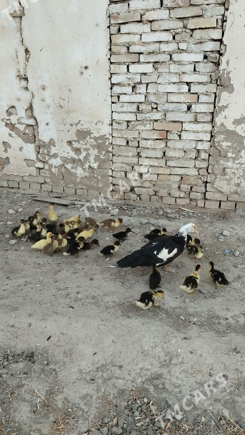 Indoutka ordek juyjeleri bn - Ýaşlyk - img 2