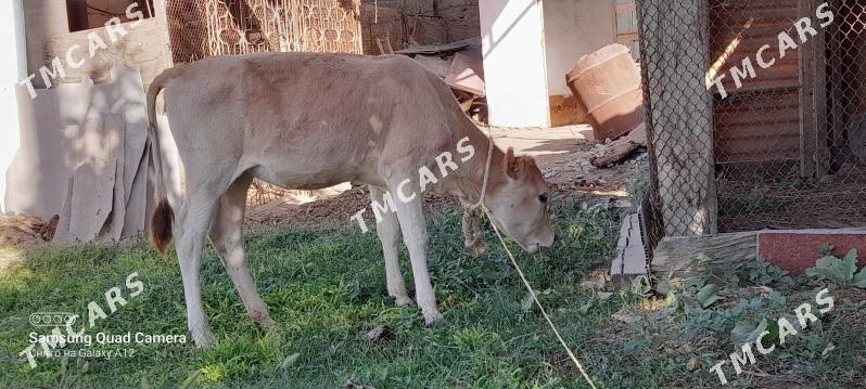 Göle - Büzmeýin GRES - img 2