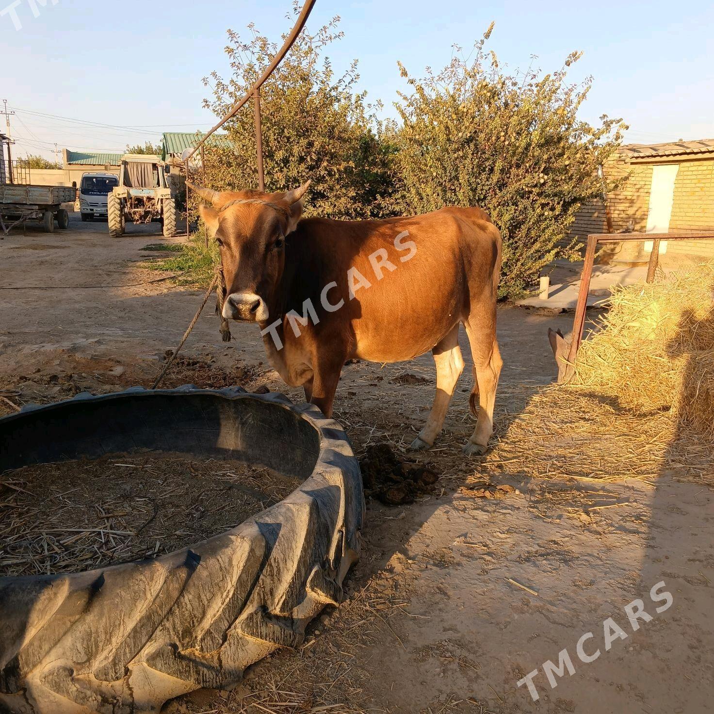 sygyr tuwe - Ýaşlyk - img 2