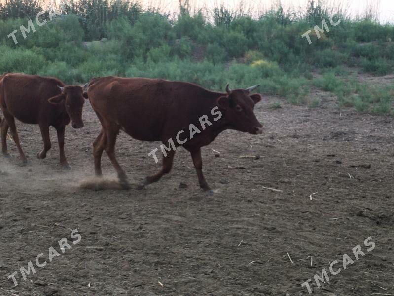 Bogaz sygyr - Огуз хан - img 2