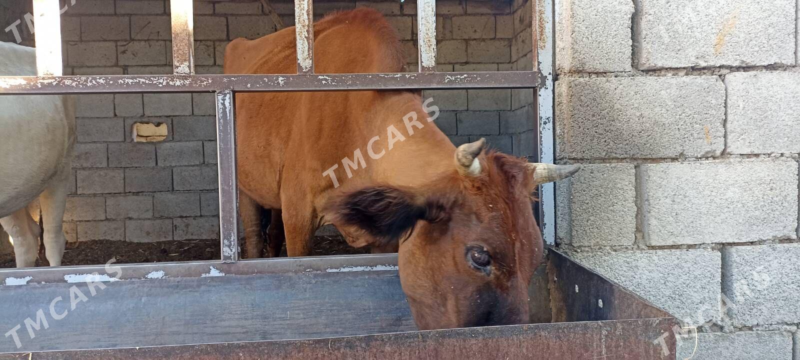 sygyr tuwe - Gökje - img 3