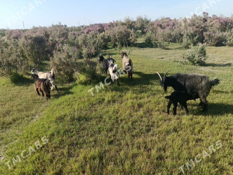 Geci - Türkmenabat - img 2