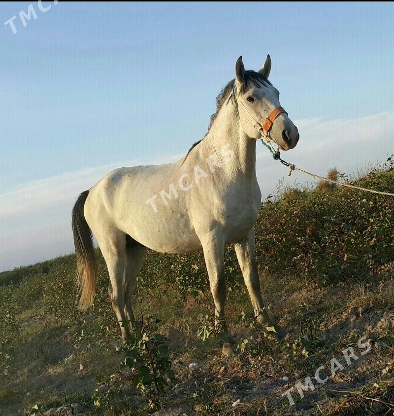 Çarlak - Керки - img 2