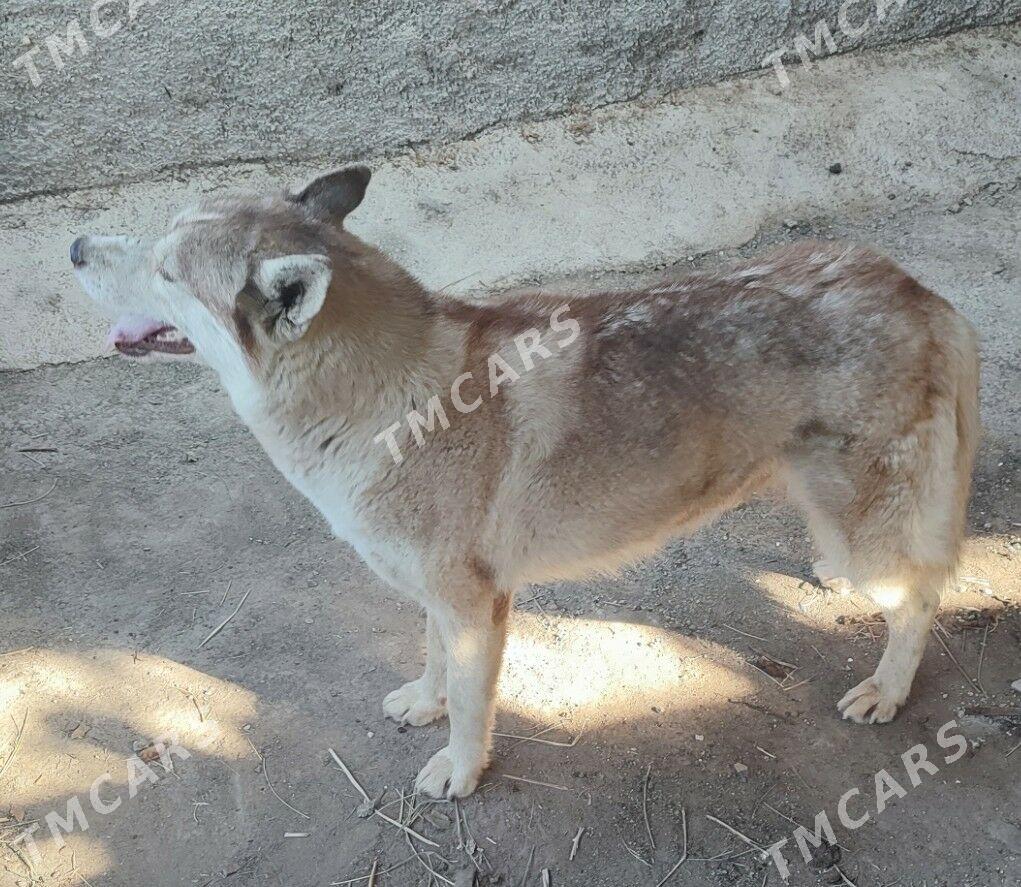 haskiy/хаски - Aşgabat - img 2