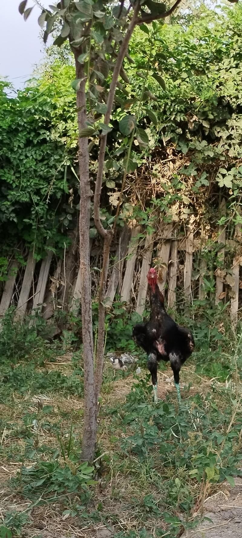 Taşgent horaž - Tejen - img 5