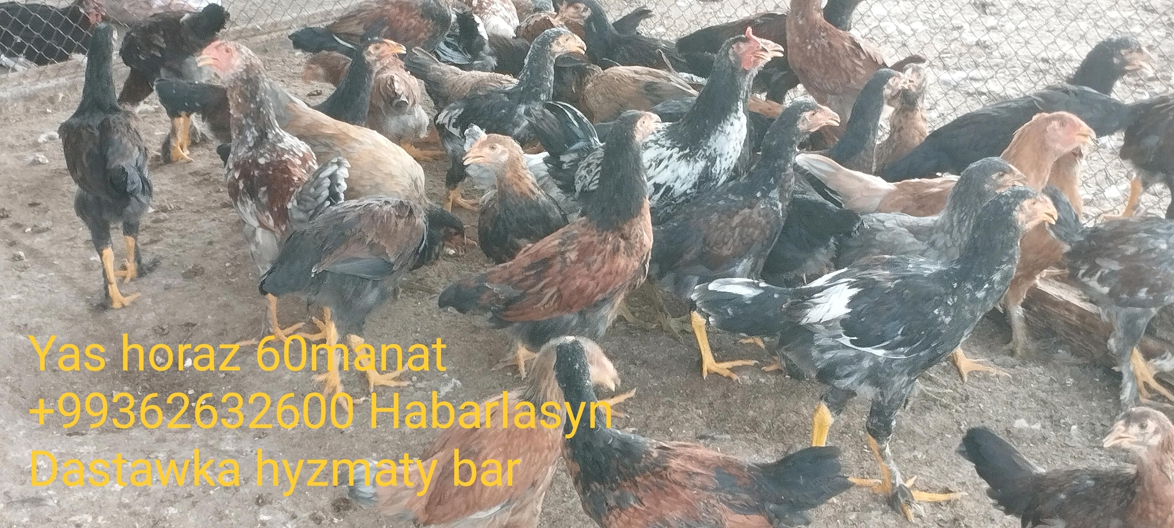 towuk juyje horaz - "Altyn Asyr" Gündogar bazary (Jygyllyk) - img 2