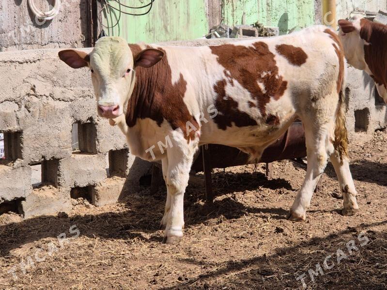 Semental tuwe öküz - Köşi - img 6