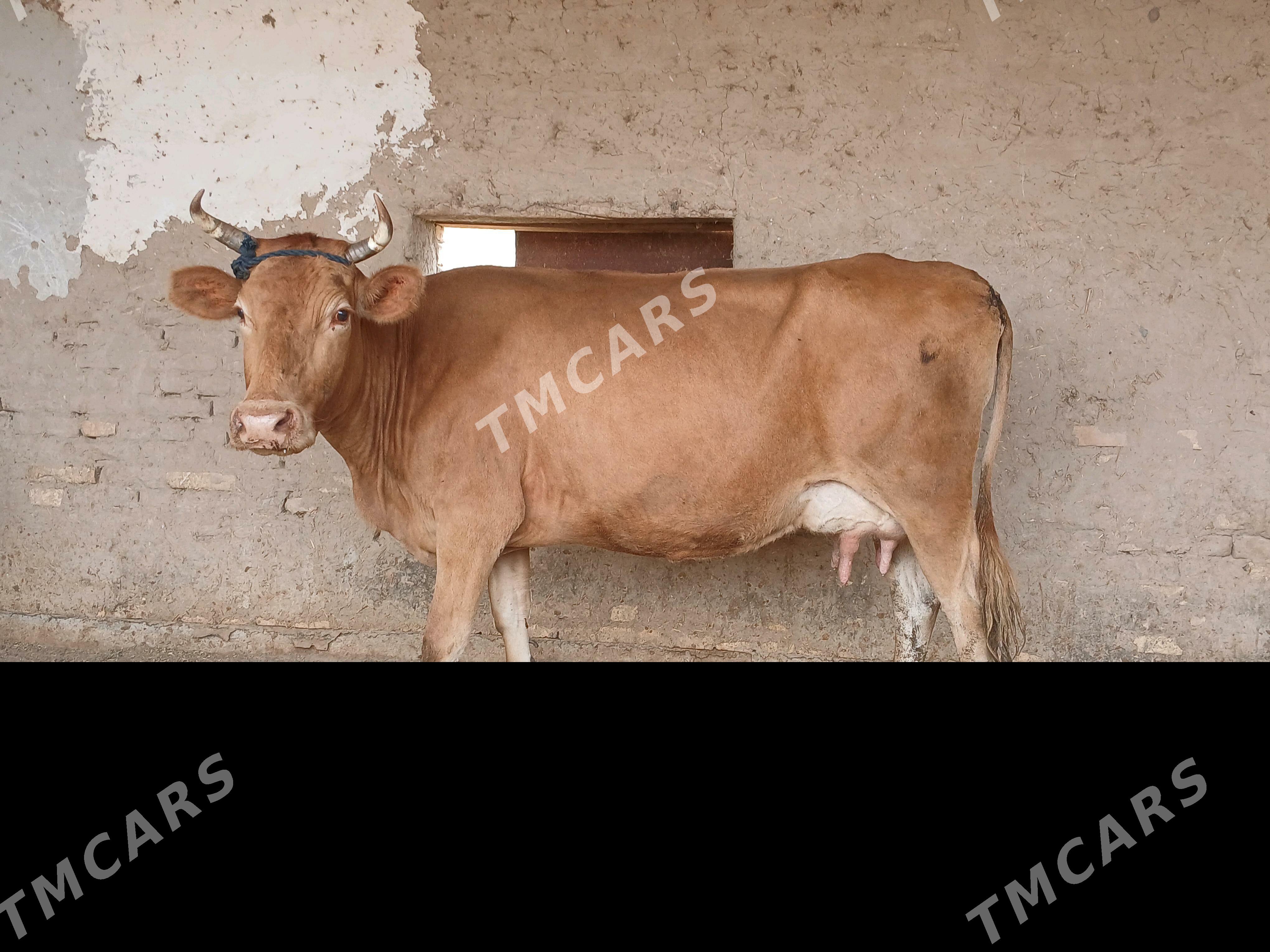 goleli - Wekilbazar - img 2