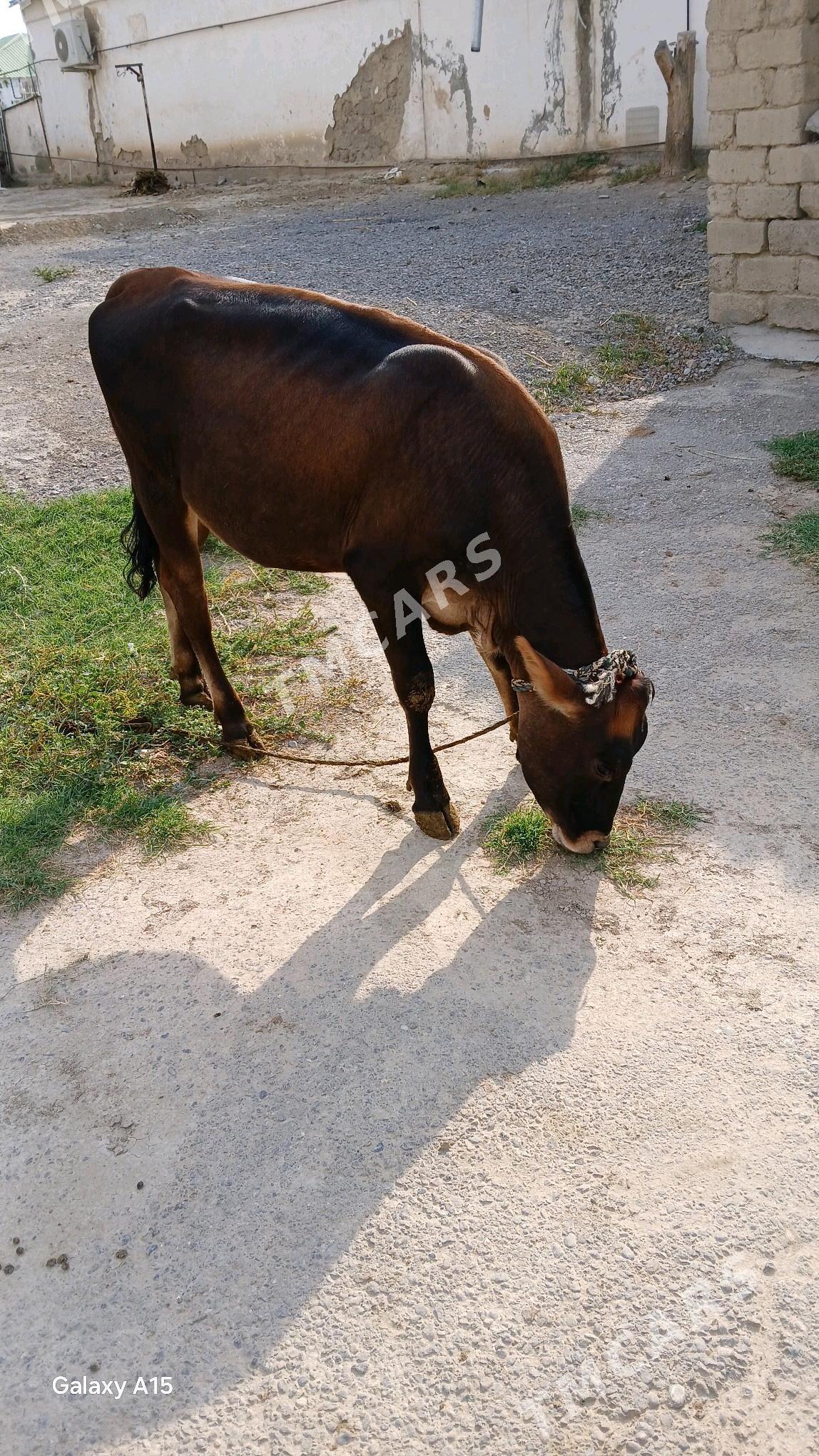 Göle - Ak bugdaý etraby - img 3