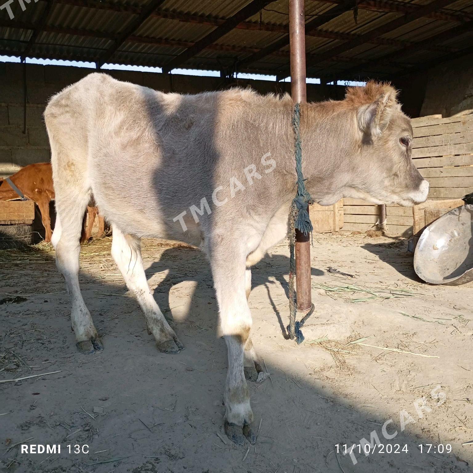 öküzçe - Bäherden - img 2