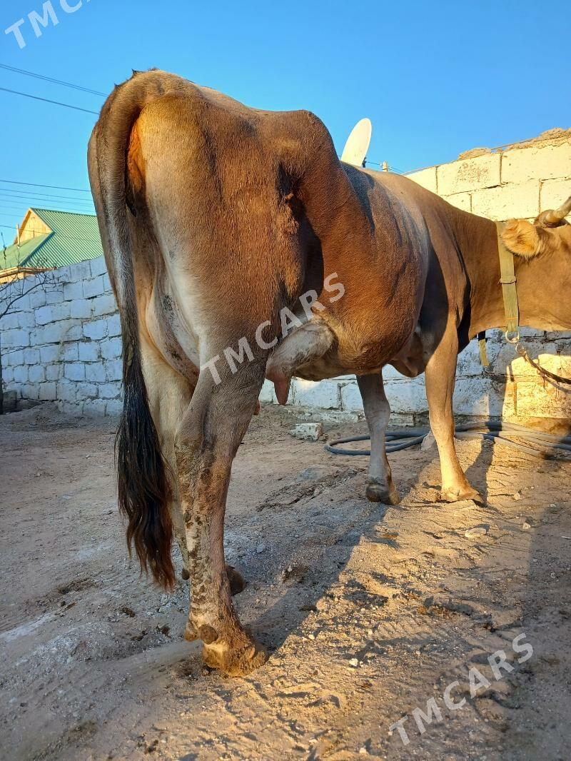 Goleli sygyr şwet - Balkanabat - img 3