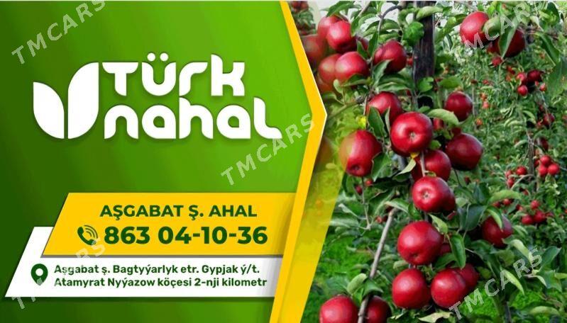 TURK NAHAL 3 YAS ALMA - Ruhabat (90-njy razýezd) - img 10