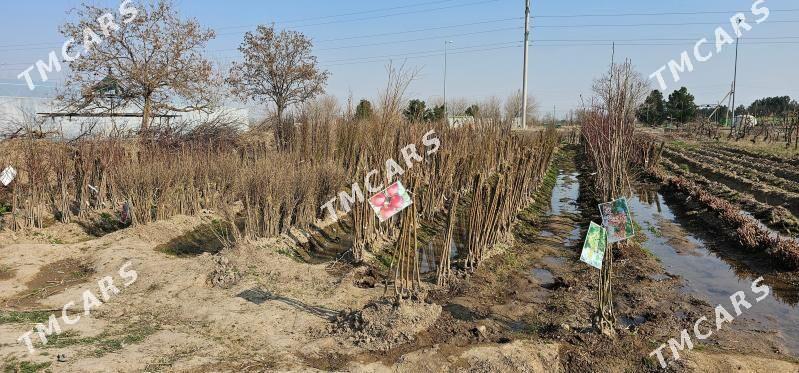 TURK NAHAL BEZEG BAGLAR - Ruhabat (90-njy razýezd) - img 9