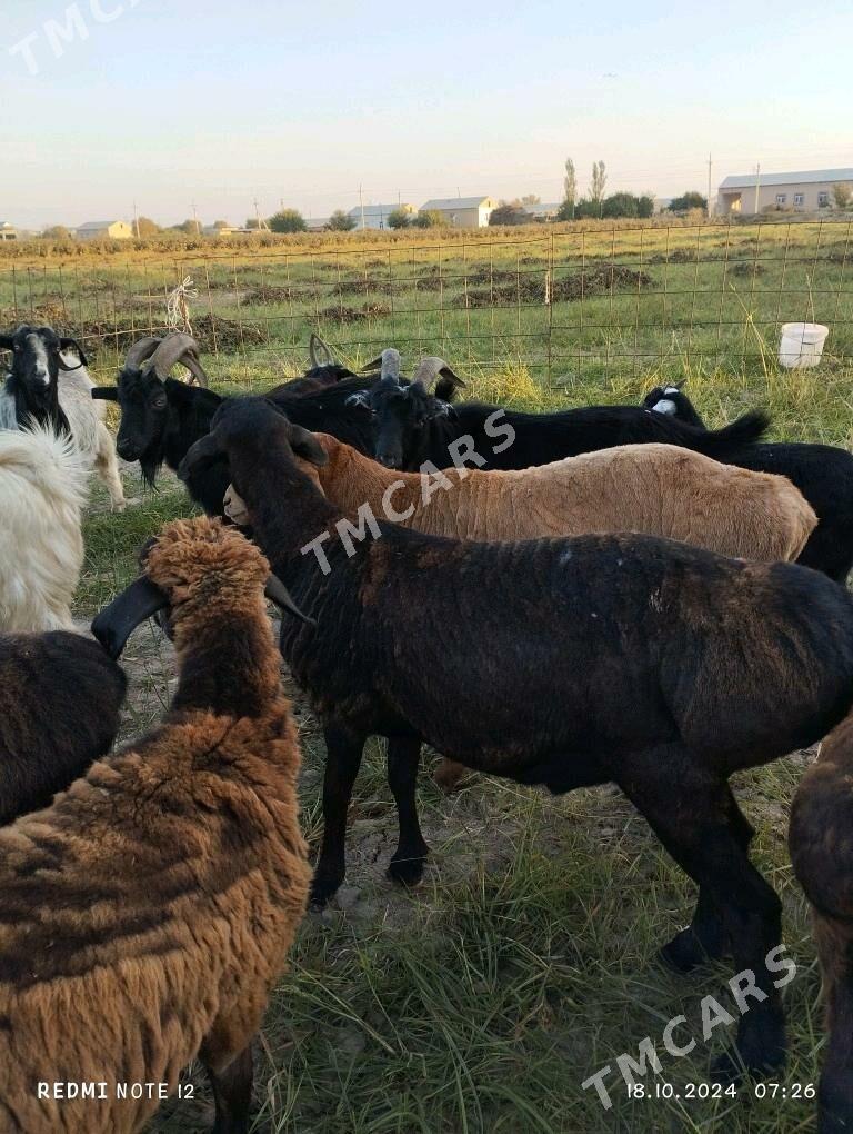 Gissar goçlar 3sany! - Halaç - img 2