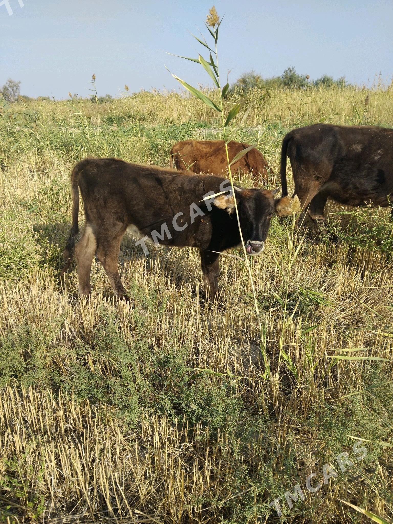 Tuwe - Gyzylarbat - img 2