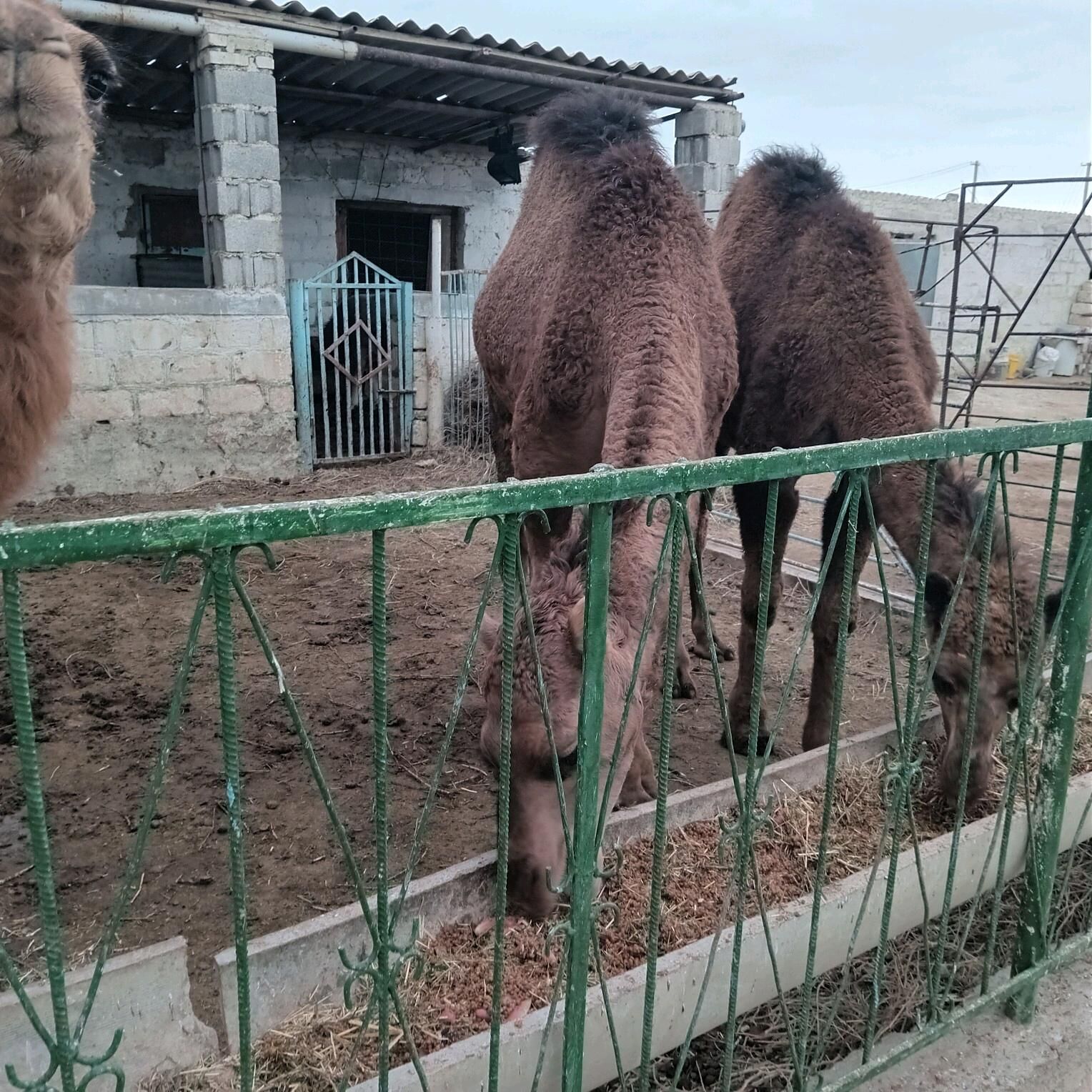 ogşyk - Gyzylarbat - img 2