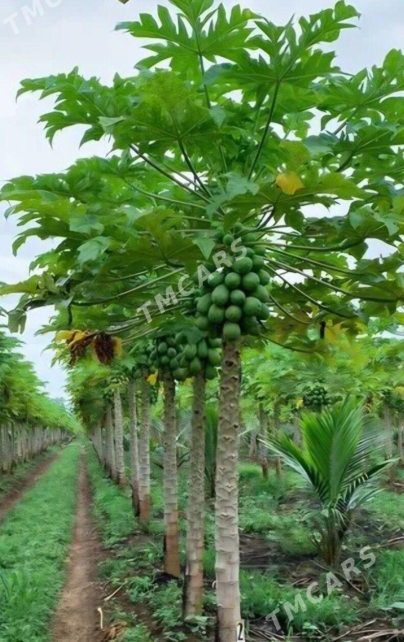 TURK NAHAL PAPAYA - Ruhabat (90-njy razýezd) - img 8