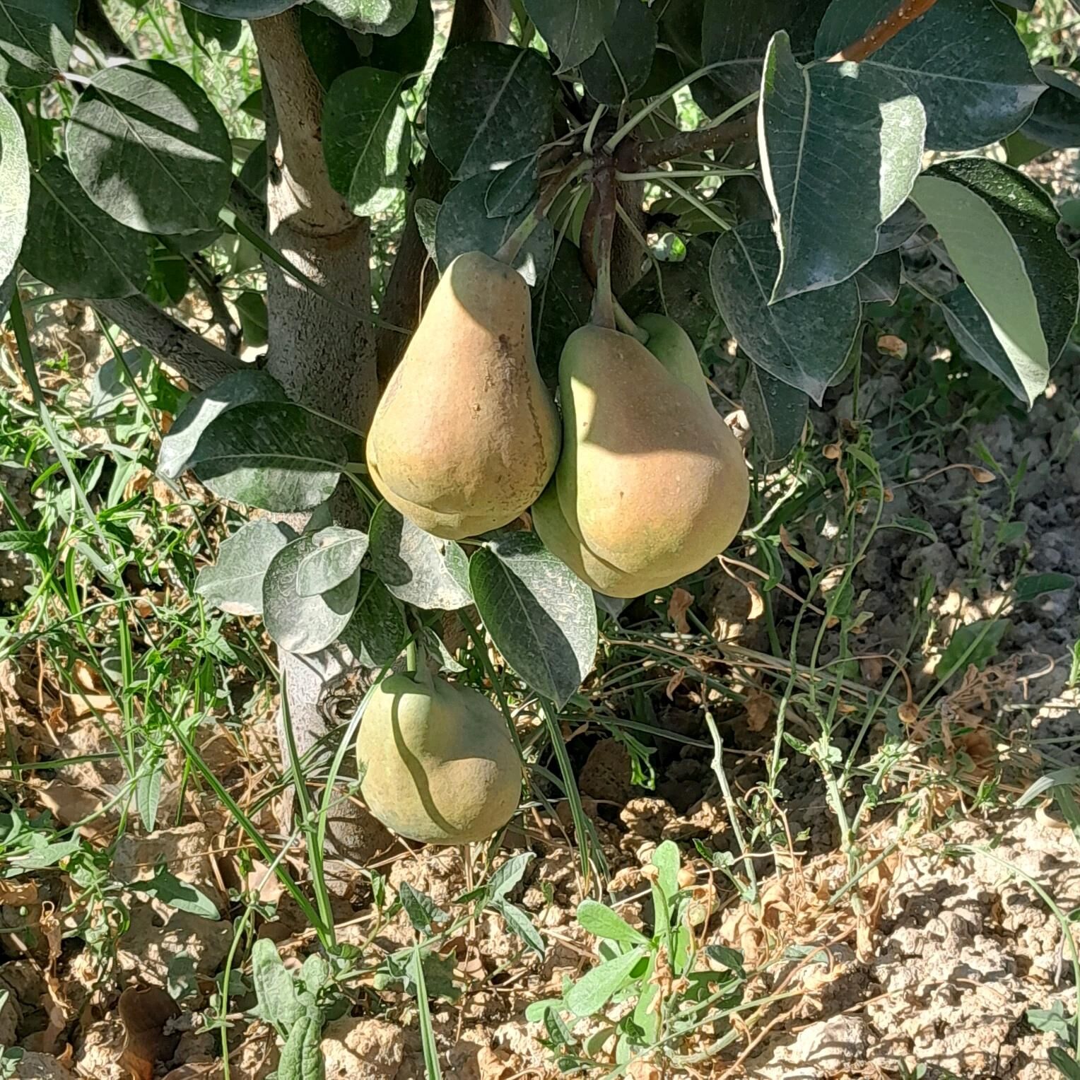 Miweli Baglar. Nahal - Mary - img 10