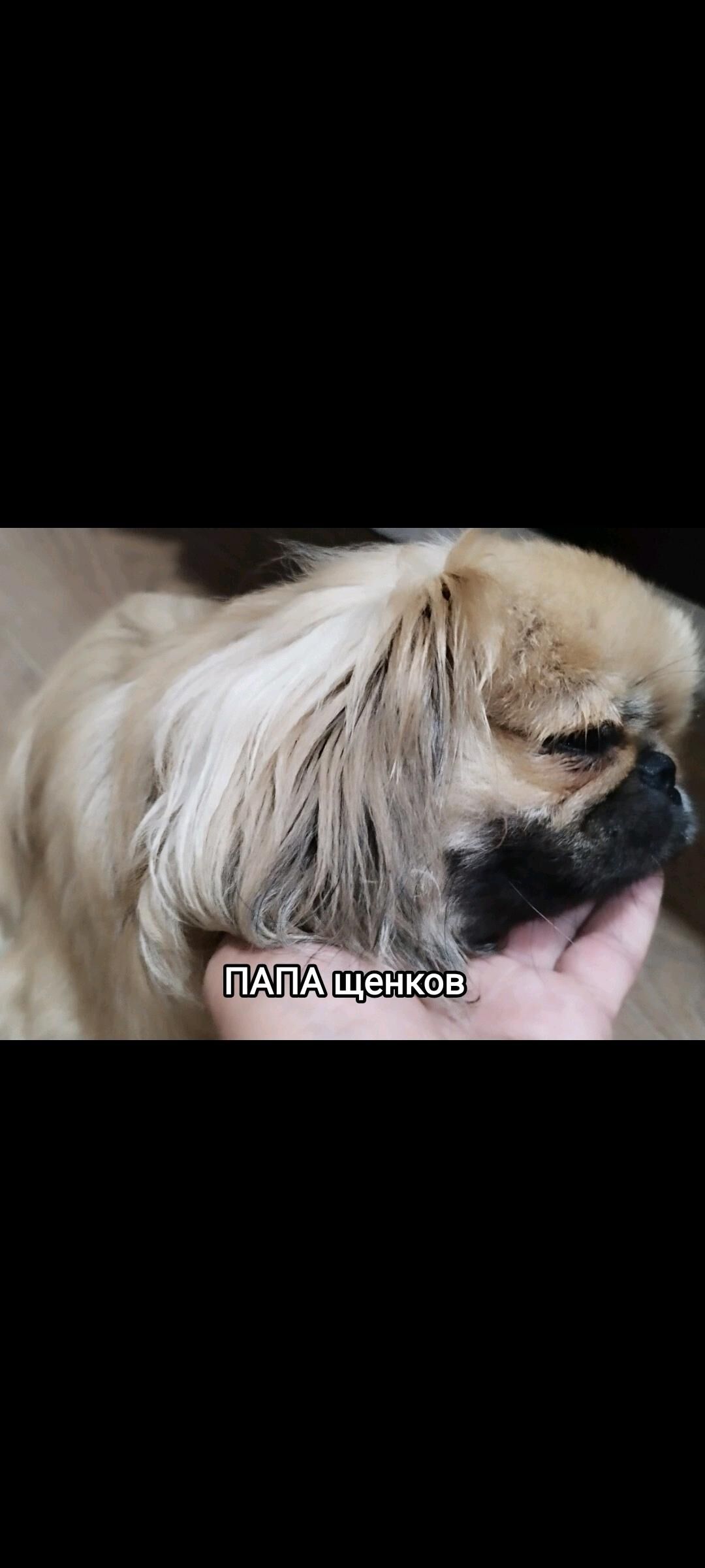 Пекинес (Pekines) - Ашхабад - img 6