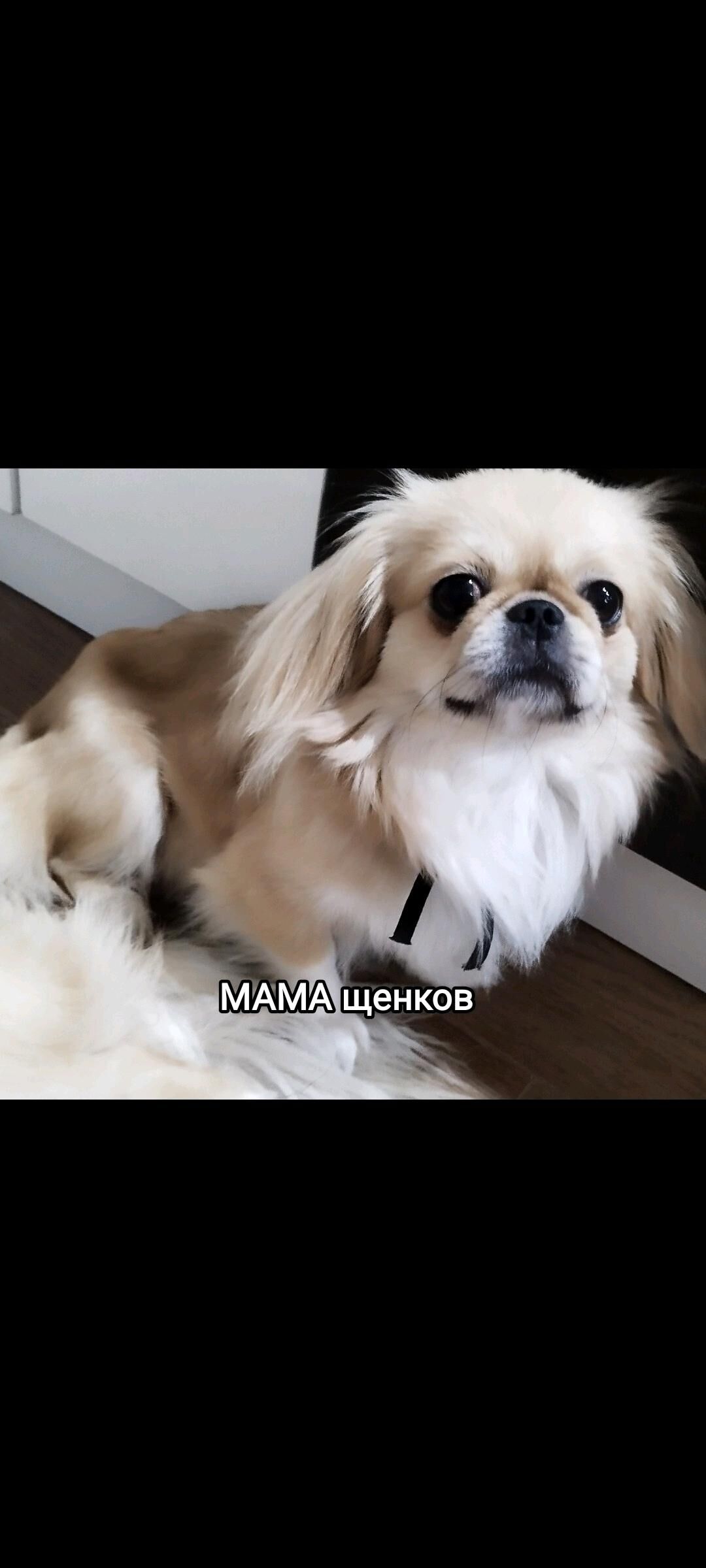 Пекинес (Pekines) - Ашхабад - img 7