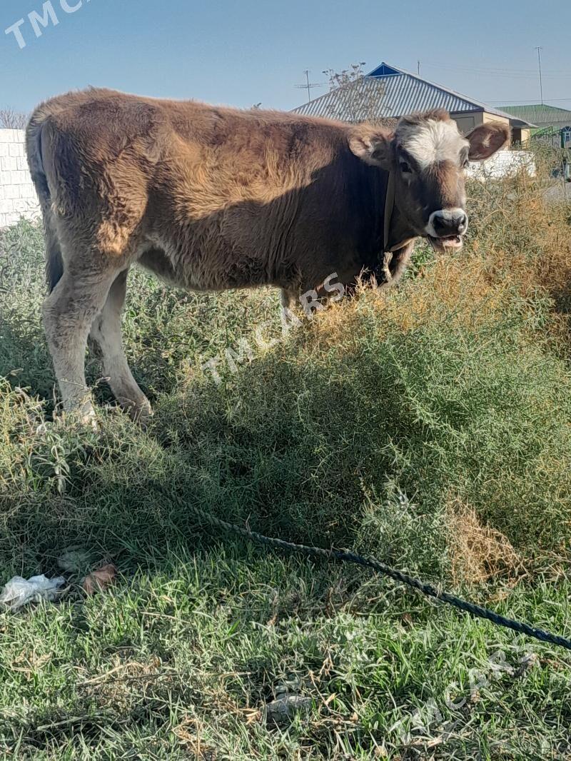 ŞWES TUWE - Bagyr - img 2