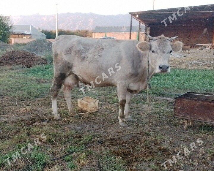 Šwes bogaz sygyr - Бахарден - img 2