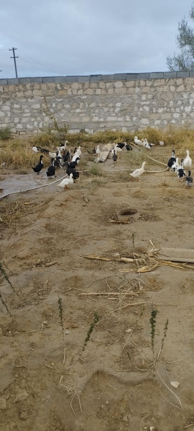 ordek gak gak - Türkmenbaşy - img 8