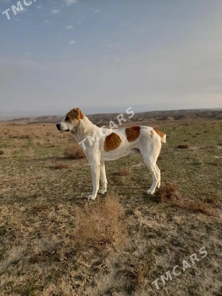 türkmen it.köpek - Gyzylarbat - img 2