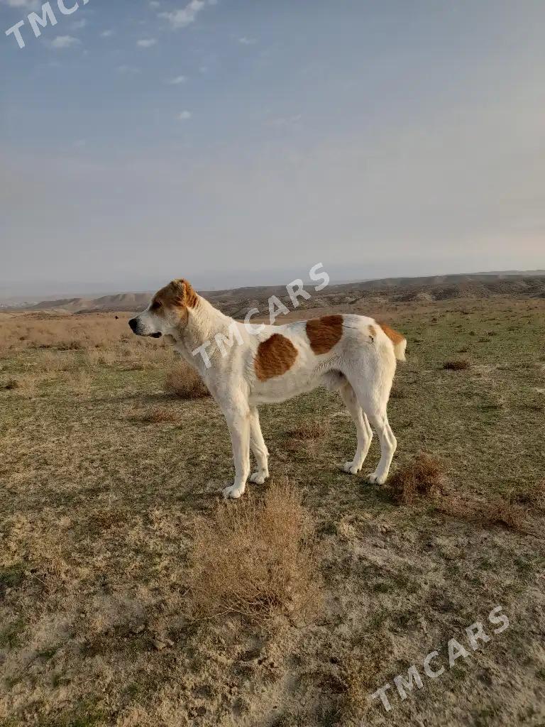 türkmen it.köpek - Gyzylarbat - img 3