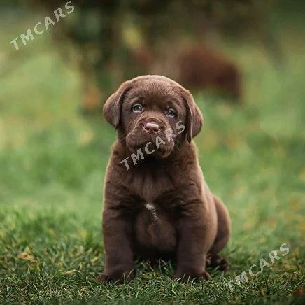 Labrador, лабрадор - Ашхабад - img 2