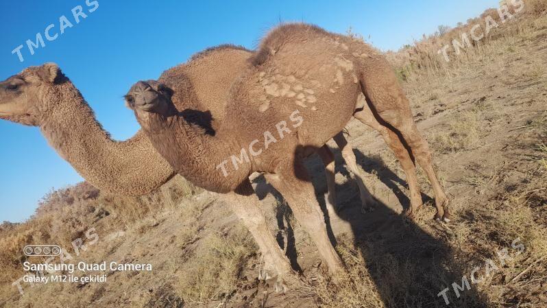 köşeklii duye - Akdepe - img 3